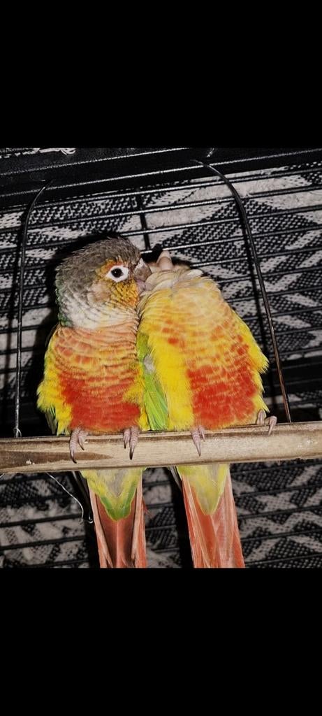 Koppel pyrrhura parkieten, Meerdere dieren, Parkiet, Geringd