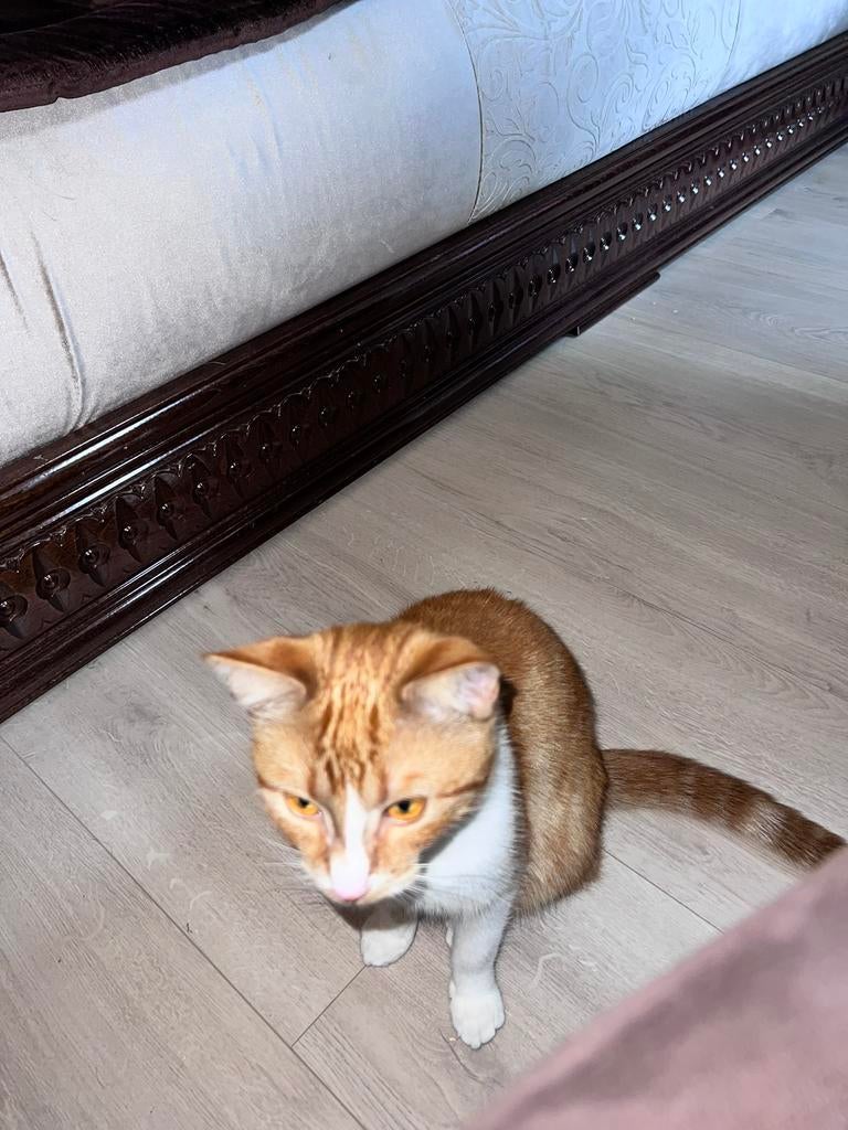 Prachtige poes (Luna), Meerdere dieren, Kortharig, 3 tot 5 jaar