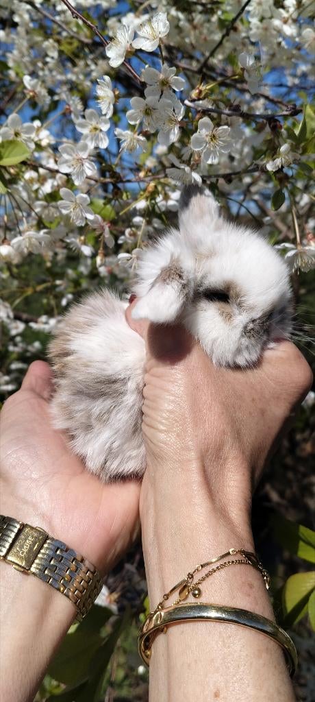 100% Minilob konijntjes 🐇, Meerdere dieren, Dwerg