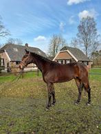 6 jarige lieve ruin, Ruin