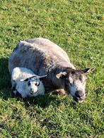 Leuk stel: Schaap met lam, Blauwe Texelaar, Real Badger, Meerdere dieren, Schaap