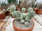 Cactus Tephrocactus Geometricus uit Argentinie potmaat 20cm, Ophalen of Verzenden, Minder dan 100 cm, Bloeiende kamerplant, Volle zon
