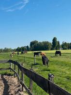 pensionstalling, Stalling, 2 of 3 paarden of pony's