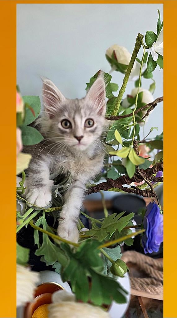 Maine Coon kittens met stamboom, ouders uitgebreid getest, Dieren en Toebehoren, Katten en Kittens | Raskatten | Langhaar, Meerdere dieren