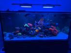 Zeeaquarium - Levende haven te koop, Vis, Zoutwatervis, Schoolvis