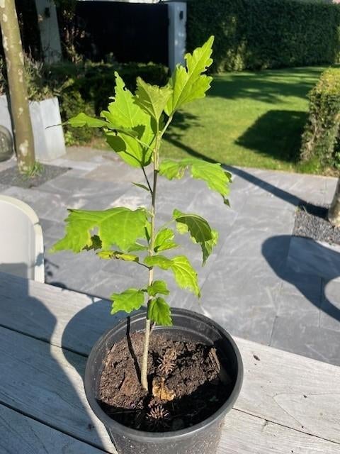 hibiscus, hibiscusstruik, hibiscus plant, Overige soorten, Volle zon, Vaste plant, Ophalen of Verzenden