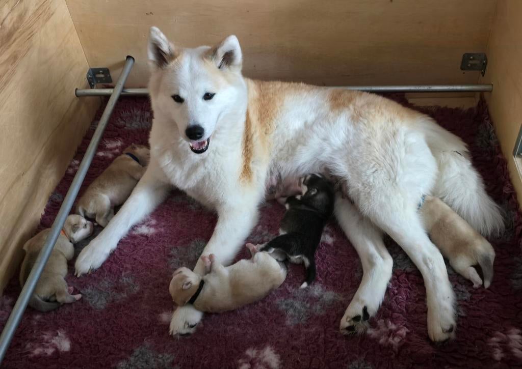 GEBOREN !!! Pups  Alaskan Malamute ..Jap.Akita x Samojeed, Dieren en Toebehoren, Parvo, 8 tot 15 weken, Poolhond, Meerdere