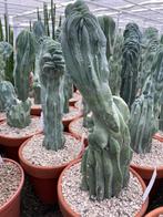 Cactus Myrtillocactus Geometrizans Cristaat in de 19cm pot, Ophalen of Verzenden, Minder dan 100 cm, Bloeiende kamerplant, Volle zon