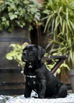 Prachtige Cane Corso pups  met stamboom uit Kampioenslijnen, Dieren en Toebehoren, Honden | Bulldogs, Pinschers en Molossers, Fokker | Hobbymatig