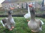 broedeieren dewlap Toulouse gans, Geslacht onbekend, Gans of Zwaan
