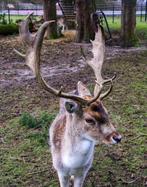 Damhert bok aangeboden te ruil voor een andere bok, Dieren en Toebehoren, Juni, Mannelijk