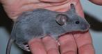 Blue self korthaar muizen, Dieren en Toebehoren, Knaagdieren, Muis, Mannelijk, Januari, Tam