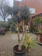 Prachtige dikke meerstammige olijfboom (ponpon) 220cm, Volle zon, Ophalen of Verzenden, 100 tot 250 cm, Olijfboom