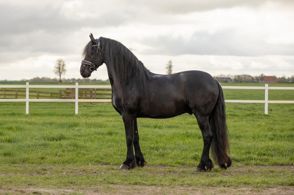 Friese sport ruin | Familiepaard | Bomproof!, Dieren en Toebehoren, Met stamboom, Ruin, M, Dressuurpaard