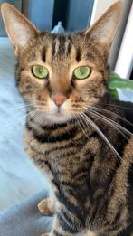 Thuis gezocht poes en kater bengaal x spotted en marble, Dieren en Toebehoren, Meerdere dieren, Ontwormd, 3 tot 5 jaar