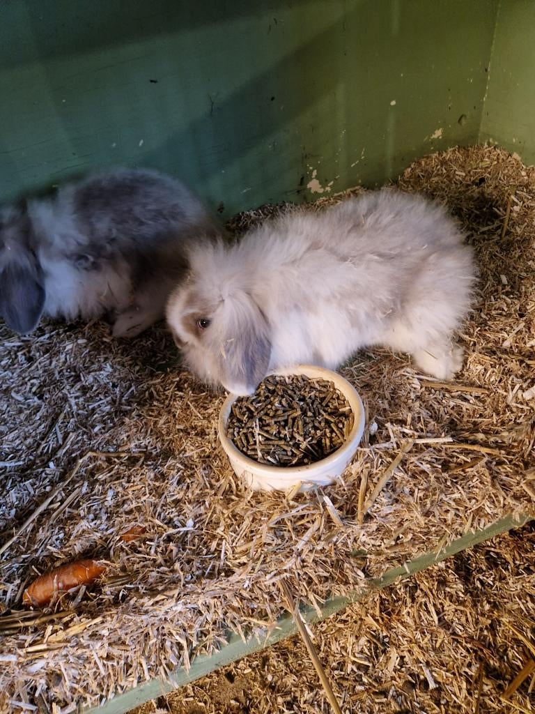 Lieve pluis konijntjes te koop, Meerdere dieren, Klein, Hangoor, 0 tot 2 jaar