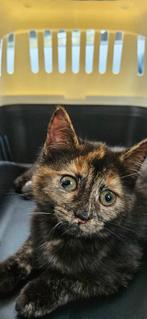 Poes 1,5 jaar oud, Dieren en Toebehoren, Katten en Kittens | Overige Katten, Poes, Kortharig, 0 tot 2 jaar