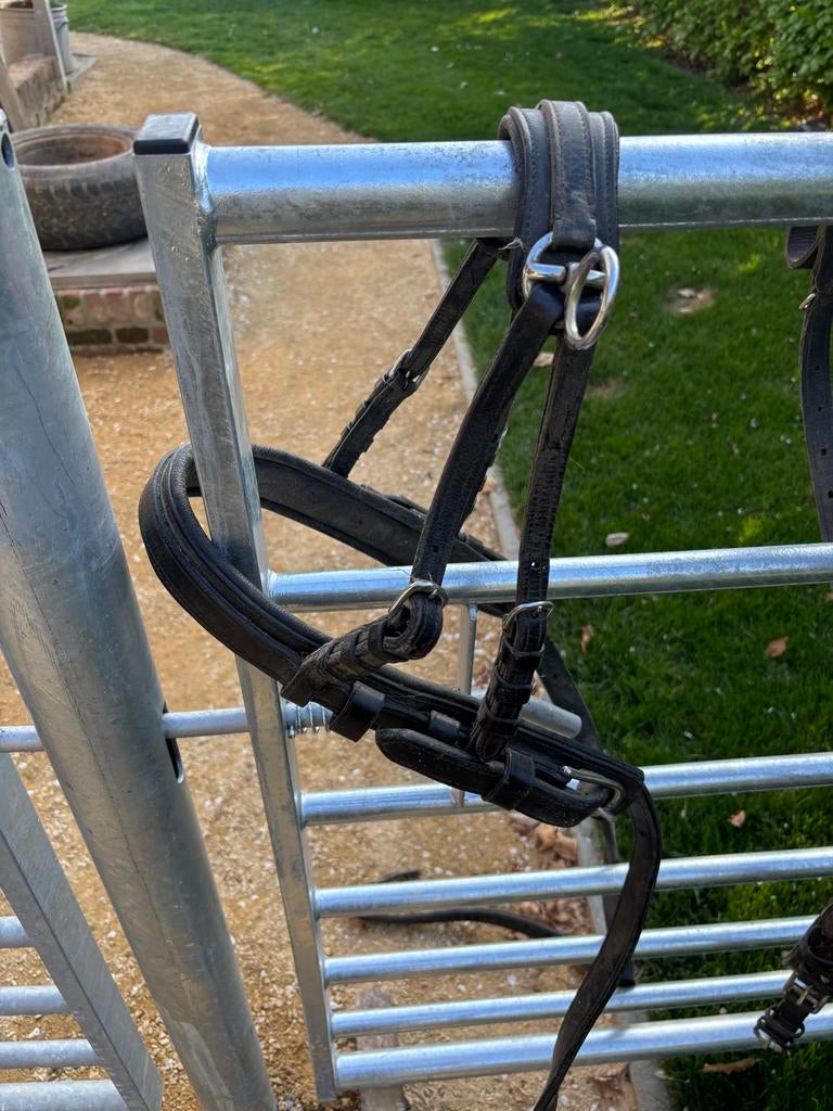 Mentuig Shetlander, Dieren en Toebehoren, Ophalen, Gebruikt, Overige soorten