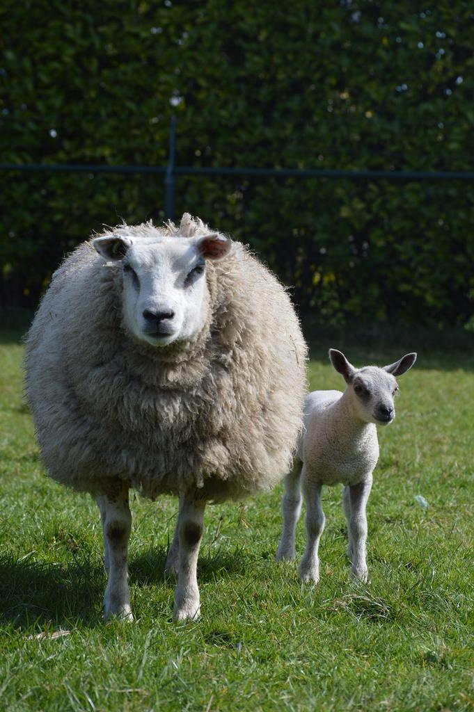 Schaap met lam, Dieren en Toebehoren, Schaap