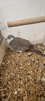 3 Bonte diamantduifjes ., Meerdere dieren