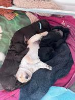 Labradoodle F1, Dieren en Toebehoren, Honden | Niet-rashonden, 8 tot 15 weken, Meerdere, Meerdere dieren, Middel