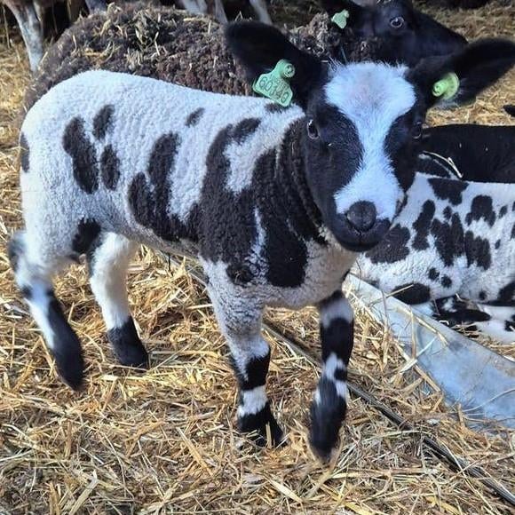 Bonte ram, Dieren en Toebehoren, Mannelijk, Schaap, 0 tot 2 jaar