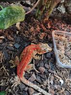 Rhacodactylus auriculatus || Gargoyle gekko, Hagedis, Tam, 3 tot 6 jaar