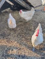 Poule de Bresse trio, Dieren en Toebehoren, Meerdere dieren, Kip