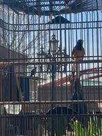 Schamalijster bont, Dieren en Toebehoren, Vogels | Overige Vogels, Mannelijk