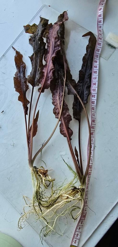 Twee flinke, rode Cryptocorine stekken, Dieren en Toebehoren, Vissen | Aquariumvissen