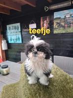 Te  koop  mooie speelse kleinblijvende boomer pups, Parvo, Overige rassen, 8 tot 15 weken, Meerdere