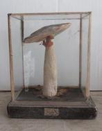 vintage botanisch model paddestoel in glazen plexi box h12, Verzenden