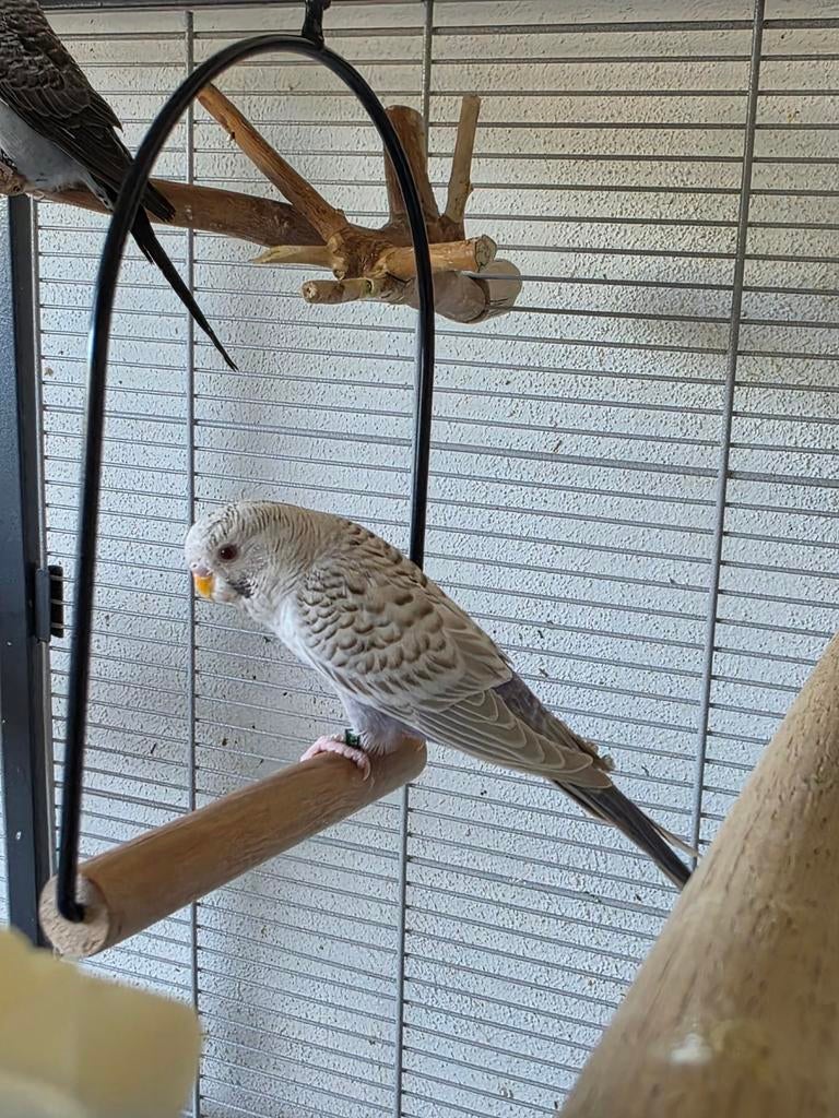 Duitsfallow blackface violet split blackwing grasparkiet, Dieren en Toebehoren, Vogels | Parkieten en Papegaaien, Mannelijk, Parkiet