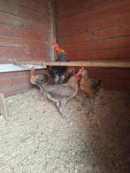 Modern engelse vechtkip groot broedeieren, Dieren en Toebehoren, Pluimvee, Geslacht onbekend, Kip