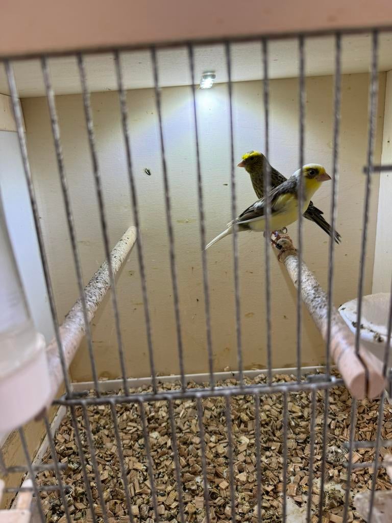 Koppel kanaries, Meerdere dieren