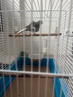 Frise Kanarie man, Dieren en Toebehoren, Vogels | Parkieten en Papegaaien, Mannelijk, Parkiet