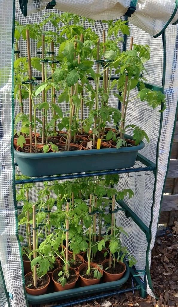 Biologische cherry tomatenplant ruim 50cm hoog, Tuin en Terras, Planten | Fruitbomen, Ophalen, Minder dan 100 cm, Overige soorten