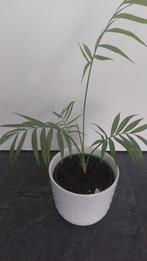 Palmbompje, Ophalen of Verzenden, Volle zon