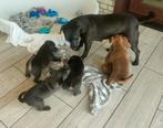 stoere patterdale pups beide ouders aanwezig !, Parvo, Overige rassen, 8 tot 15 weken, Meerdere