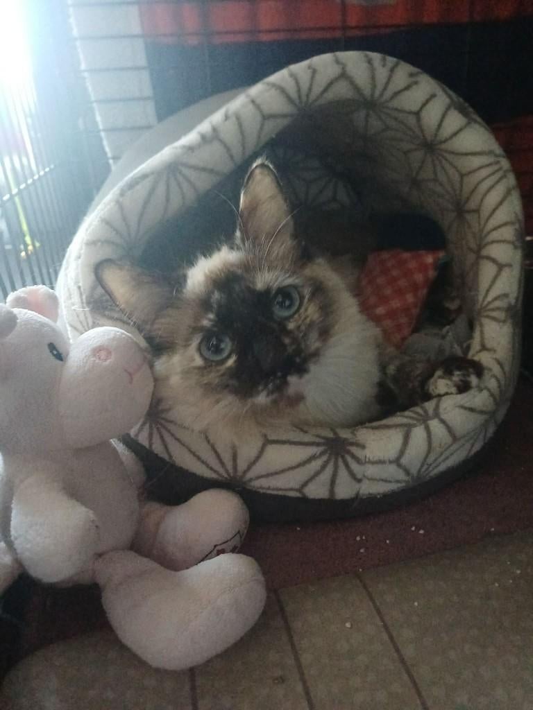 MJM Dogs Foundation: Luna, (nog beschikbaar), Poes, Langharig, 0 tot 2 jaar