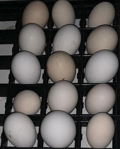 Cochin broedeieren, Dieren en Toebehoren, Geslacht onbekend, Kip