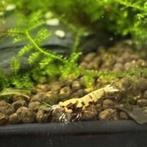 Caridina galaxy pinto tiger red, Kreeft, Krab of Garnaal, Zoetwatervis, Schoolvis