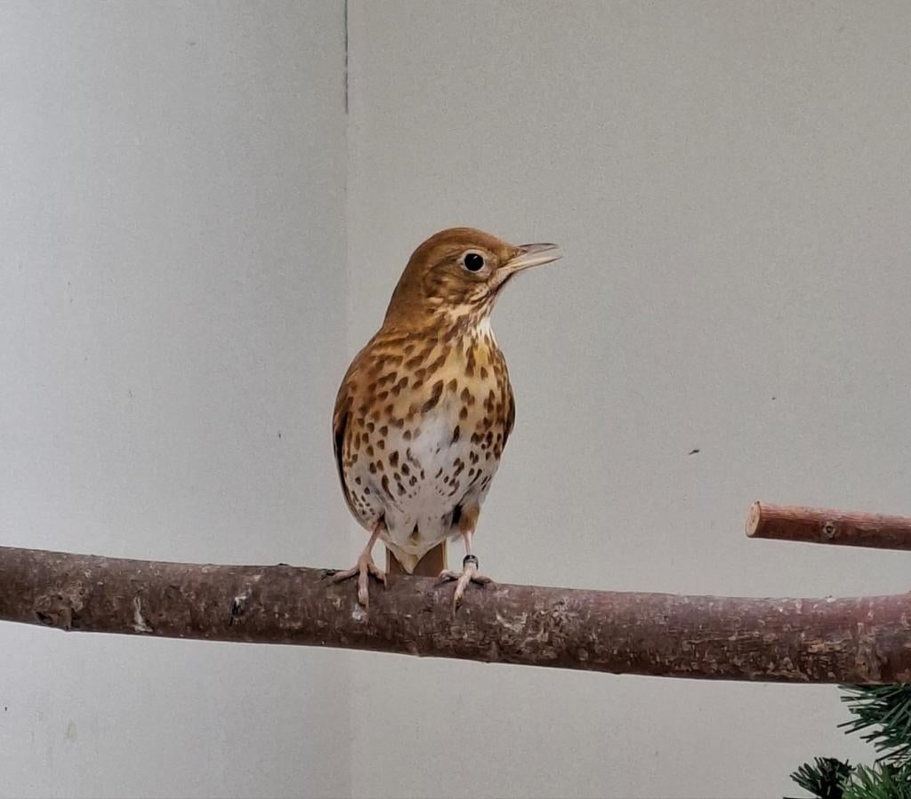 Gezocht zanglijster man, Dieren en Toebehoren, Vogels | Overige Vogels, Mannelijk