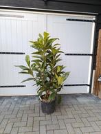 Japanse Glansmispel - Wintergroene Sierheester, Volle zon, Vaste plant, Winter, Ophalen