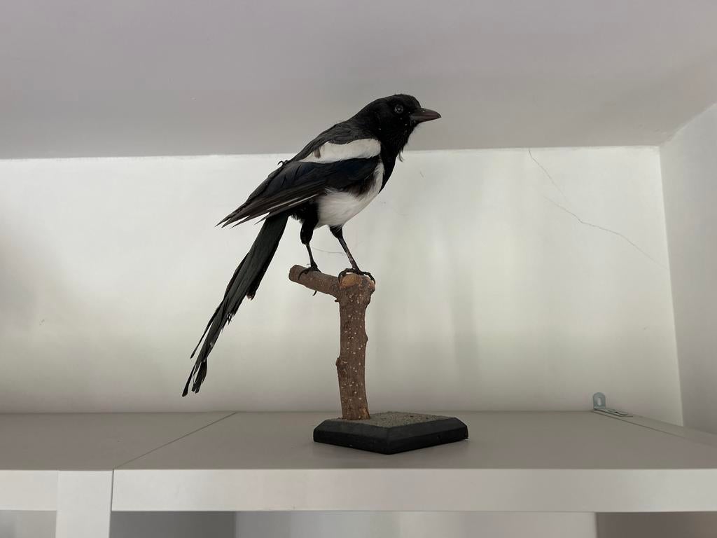 Opgezette ekster, Ophalen, Vogel, Opgezet dier