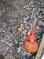 Serama trio, Dieren en Toebehoren, Pluimvee, Mannelijk, Kip