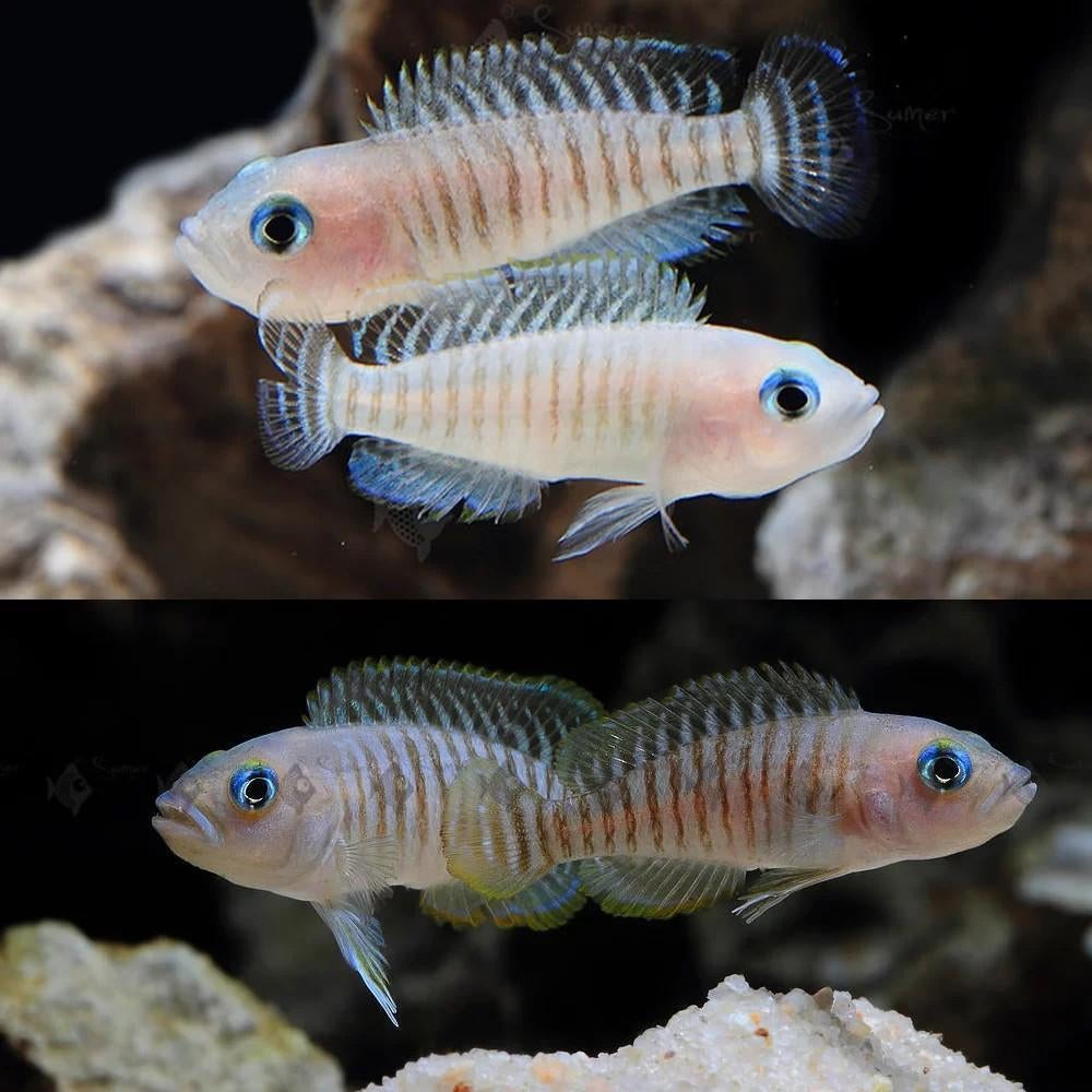 GEZOCHT neolamprologus multifasciatus, Dieren en Toebehoren, Ophalen