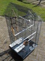 Mooi vogelkooi voor b.v. een span kanaries, Meerdere dieren, Kleurkanarie