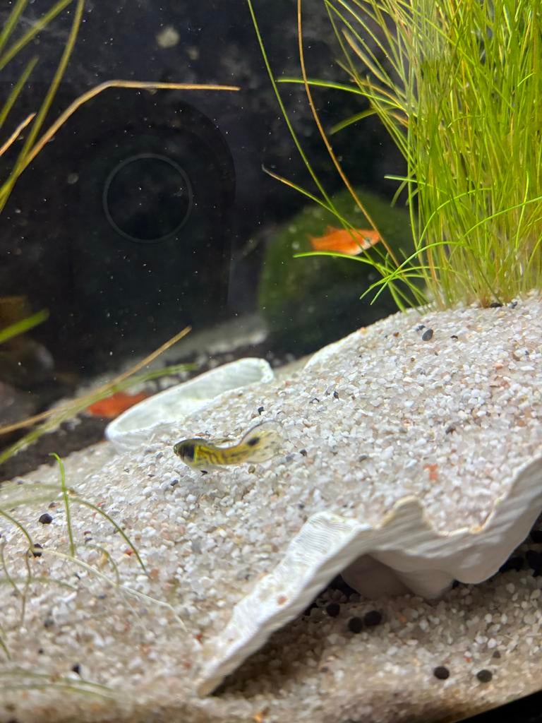 Jonge zwaarddragers, Dieren en Toebehoren, Vis