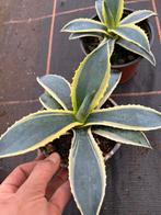 Agave Americana pot12, Ophalen of Verzenden, Bloeit niet, Overige soorten, Volle zon